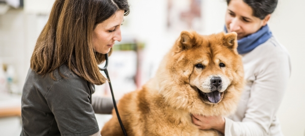 Veterinaire Sud Mayenne (258)