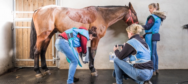 Veterinaire Sud Mayenne (381)