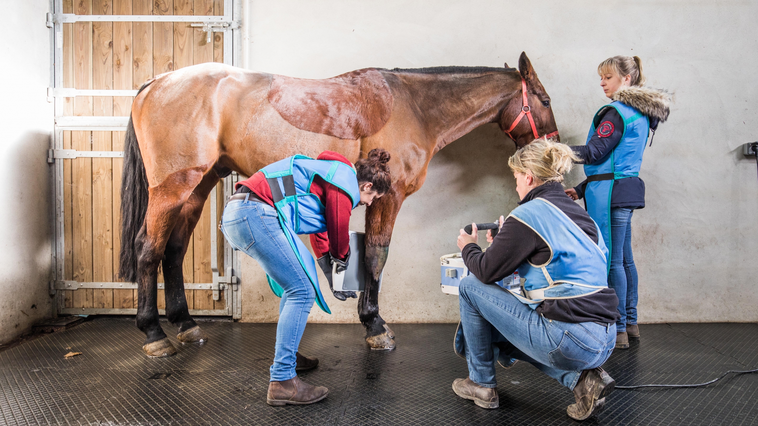 Veterinaire Sud Mayenne (381)