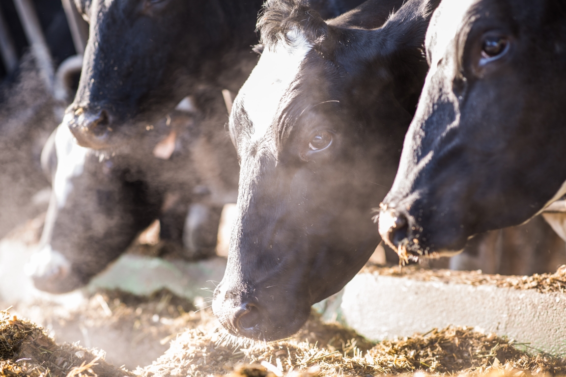 Offre ALD Rural Vétérinaire Sud Mayenne